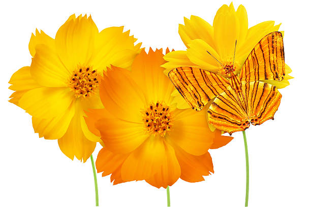 Cosmos flower with butterfly isolated on white background.With clipping path.