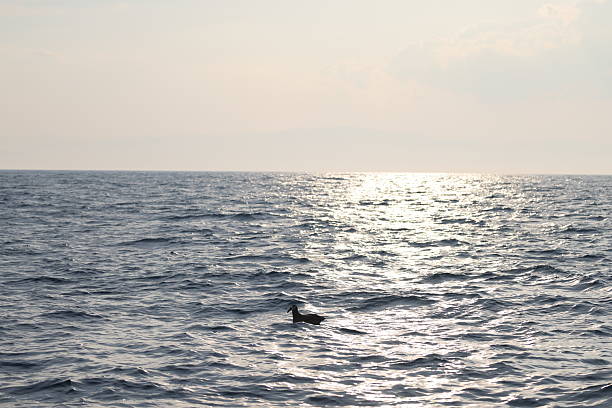 The black-footed albatross (Phoebastria nigripes) is a large seabird of the albatross family Diomedeidae from the North Pacific. This photo was taken in Japan.