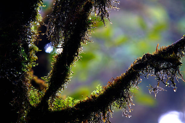 A stunning close-up view of moss and dew adorning a tree branch, capturing the essence of nature's beauty in a serene forest environment.