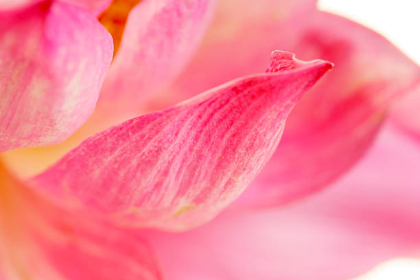 showing the fresh beauty of nature