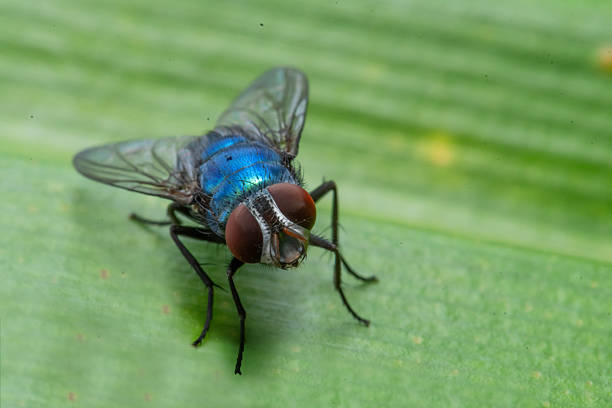 A blue bottle fly sitting on a green leaf