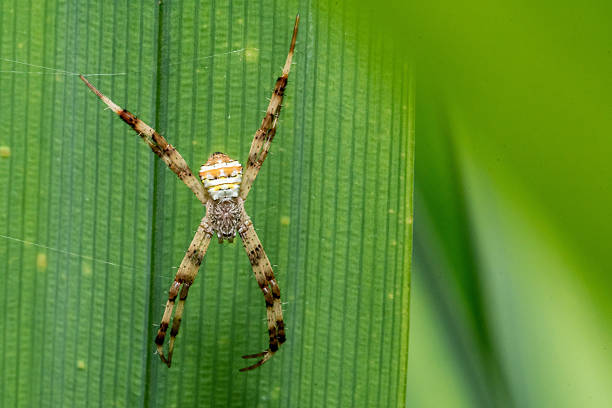 Jump Spider on green leaf in close up in nature life