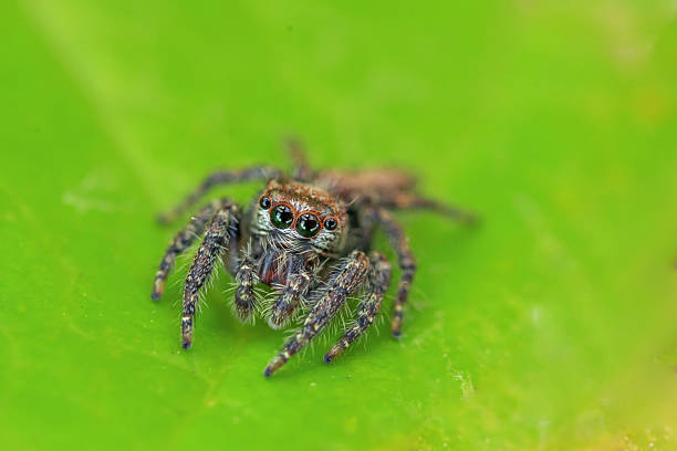 Jump Spider on green leaf in close up in nature life