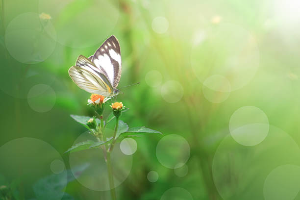 A small butterfly landed on a wildflower in nature life