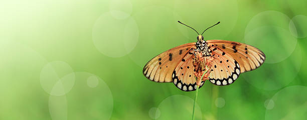 A small butterfly landed on a wildflower in nature life