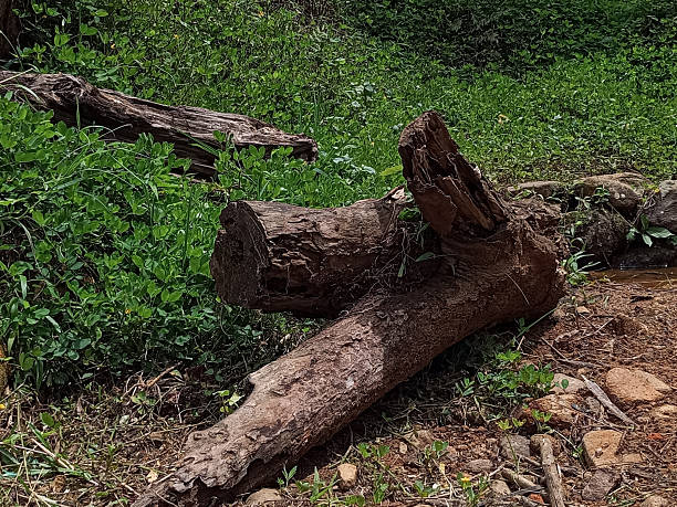 Fallen Tree Logs Lying on Green Grass in Natural Outdoor Environment