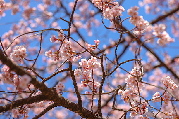 Close up to Pink Sakura in Japan