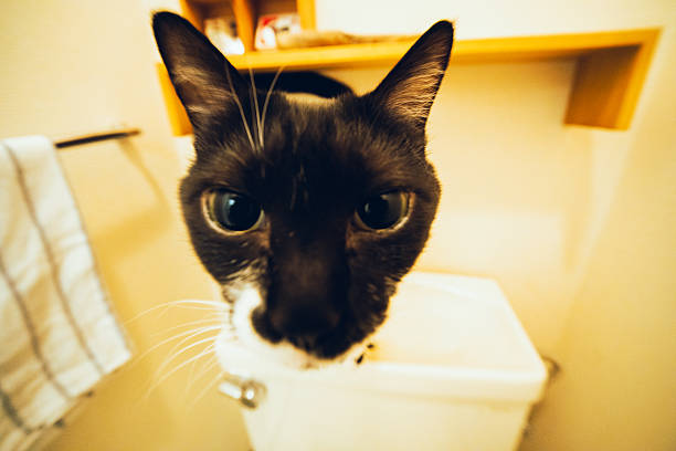 A curious black and white cat looking directly into the camera indoors.The close-up perspective and slight distortion create a playful and intimate feeling, capturing a natural moment of everyday life with a pet at home.