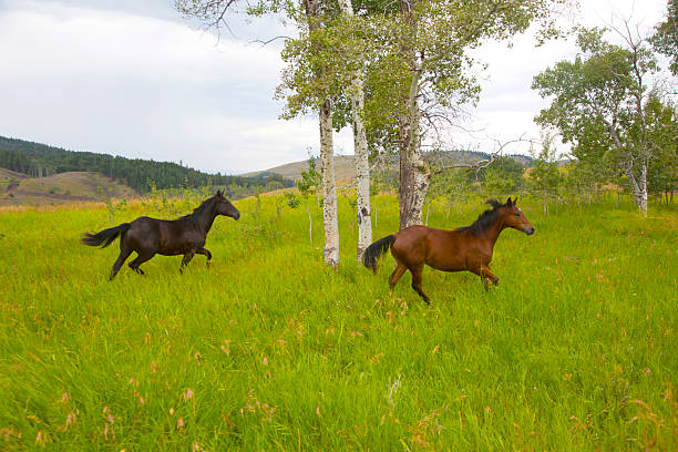 Canada British Columbia  Merritt town, horses running