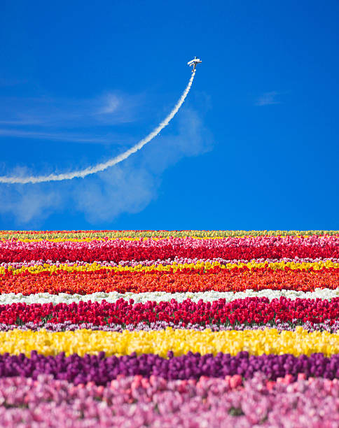 Washington state Seattle, tulips and airplane