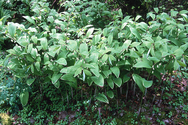 A cluster of green plants is seen in the forest. The plants grow close to each other on the forest floor. Sunlight shines down on the scene.