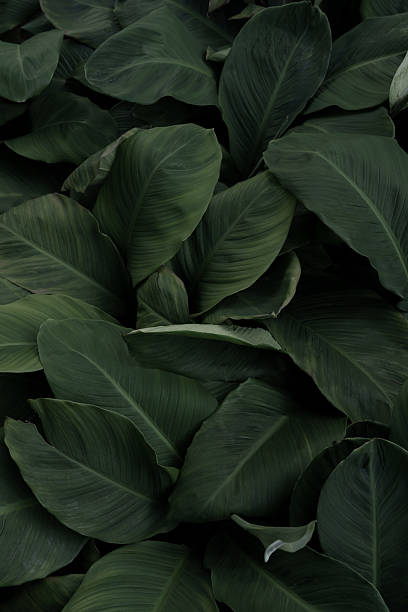 Leaves in the park concept dark green black background image(PHOTO)
