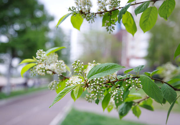 Blooming bird cherry in the city. Prunus padus