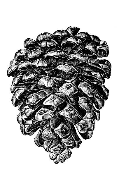 The Stone Pine (or Umbrella Pine). This is the tree that produces the edible pine nuts used in pesto.