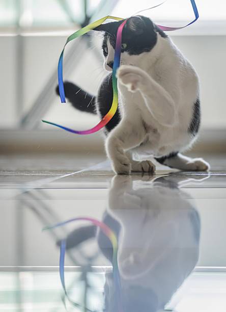 Adorable tabby kitten walking actively on a smooth, white surface, showcasing energy, personality, and curiosity.