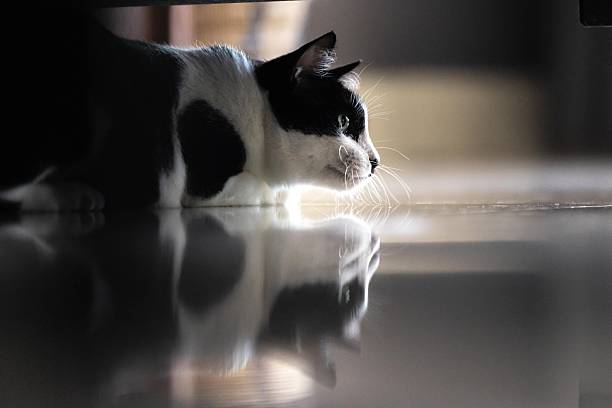Senior domestic cat is lying on the floor in living room.