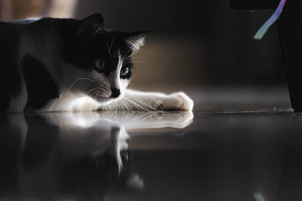 Senior domestic cat is resting under sofa in living room.