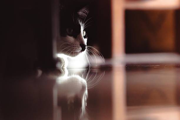 Parking lot, monochrome, cat, shadow
