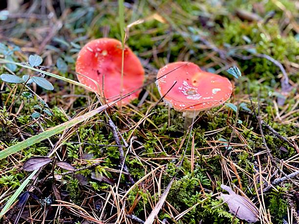 Close-up view of red wild mushrooms growing on mossy forest floor in autumn. Natural woodland scene with shallow depth of field, suitable for nature, ecology, and seasonal background use.