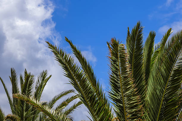 Palm tree crowns with long fronds rising into blue sky with clouds seen from below, detailed leaves blades edges and structure suitable for botanical nature backgrounds
