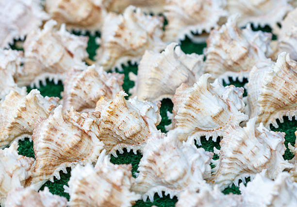 Marine sea shell  against white, Latin name :strombus episcopis