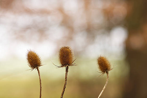 Teasel flowers (Dipsacus fullona) against a natural background
