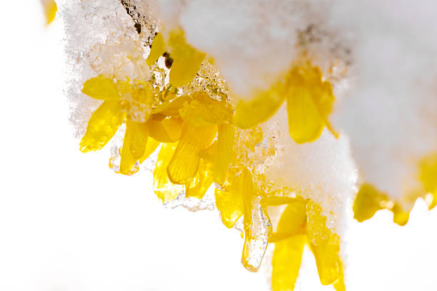 Forsythia under fresh snow and ice, creating a bright contrast between winter frost and early spring flowering