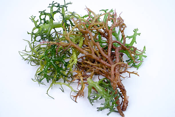 Fresh Graciillaria Spp seaweed isolated on white background
