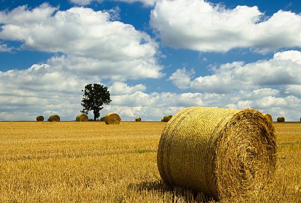 Idyllic rural, clear blue sky