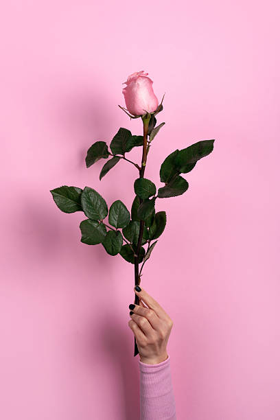 istock A hand holds a delicate pink rose with green leaves against a solid light pink background, offering a fresh, elegant floral concept. 2259835919