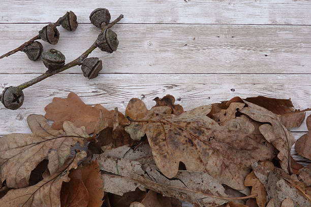 Oak autumnal leaves with acorns. Background image of leaves.