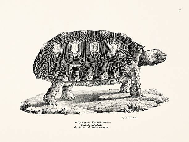 Turtle, reptile illustration from 1833 zoology publication, scientific animal drawing printed in Switzerland.