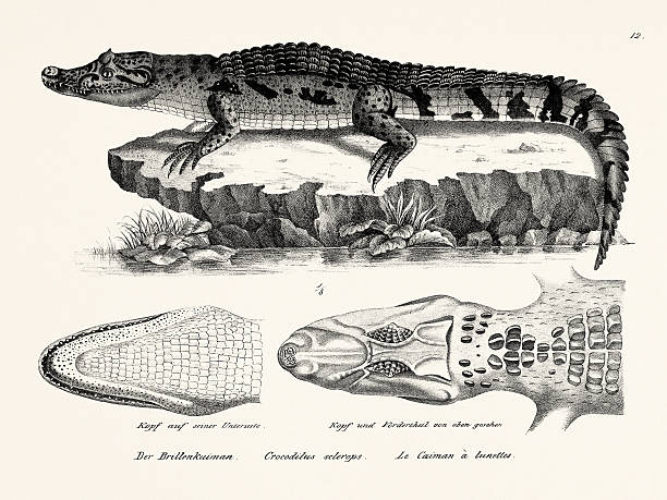 Cocodile, reptile illustration from 1833 zoology publication, scientific animal drawing printed in Switzerland.