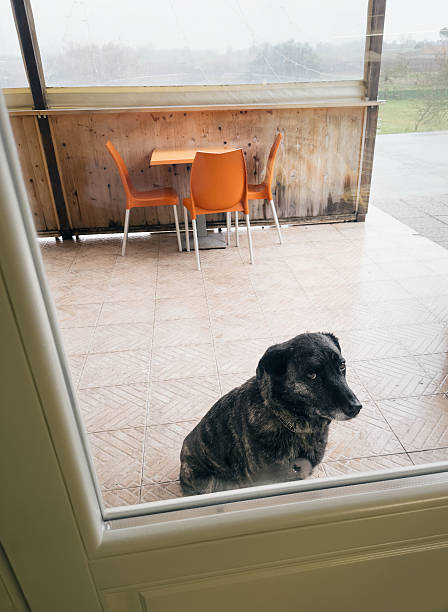 Thai domestic dog sit and wait for further command