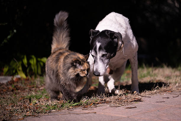 A cat and dog together in the garden on a sunny winter morning