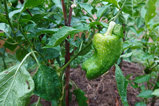 Green bell pepper covered in fresh raindrops hanging from a plant with lush green leaves in an organic backyard garden
