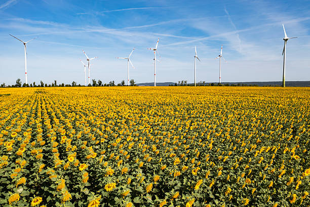 Wind turbines and sunflower field