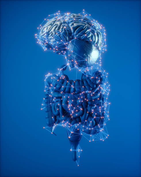 Neural Connectivity Between Brain and Digestive System