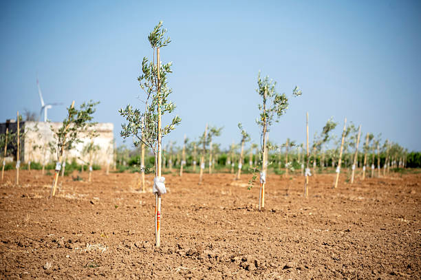 Young, freshly planted olive trees stand in a field in Apulia.