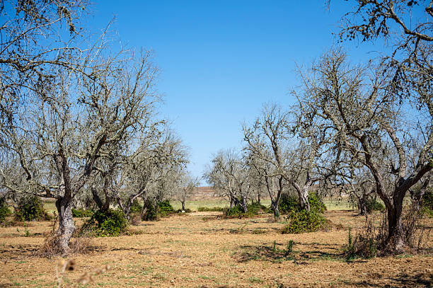 Dried-up olive trees stand in a plantation on a field in Apulia. Since around 2013, the bacterium Xylella fastidiosa has been causing massive olive tree die-offs in southern Italy. It clogs the water conduits, causing over 20 million trees to dry up. The disease has not yet been contained and threatens the livelihoods of many olive farmers, leading to crop failures.