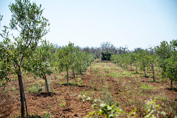 Young, freshly planted olive trees stand in a field in Apulia.