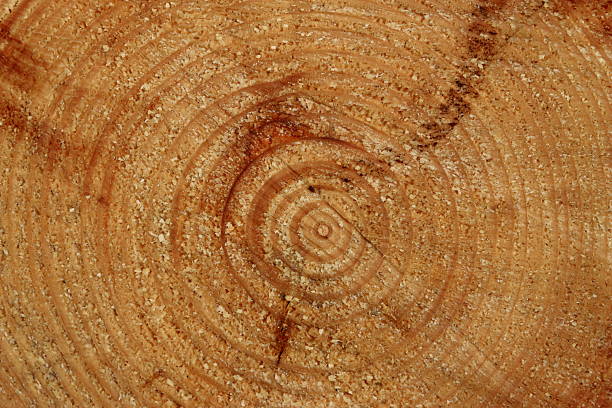 View through a cross section of a felled conifer tree
