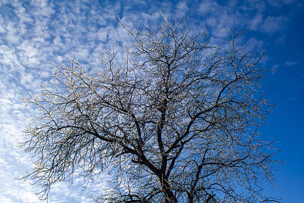 Winter in mountains, close-up of tree branches in snow