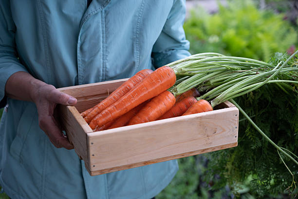 Harvesting fresh carrots from the garden during late summer in a home vegetable patch