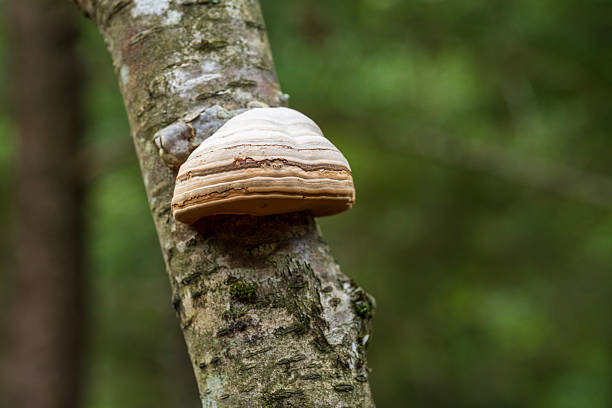 Reishi Mushroom on tree trunk in forest at Porcupine Mountain State Park, Michigan, USA