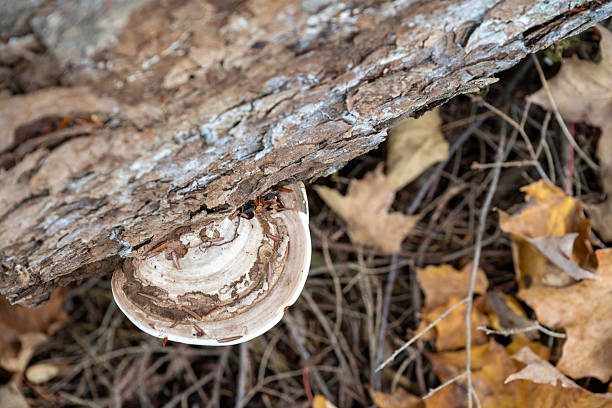 Reishi Mushroom in forest at Porcupine Mountain State Park, Michigan, USA