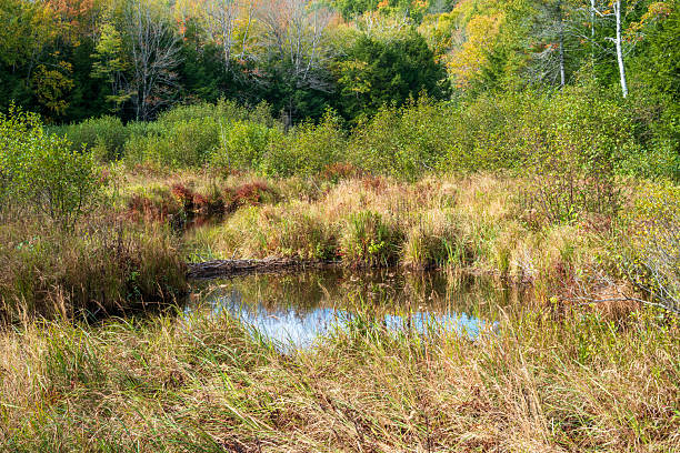 Autumn scenery at Porcupine Mountain State Park, Michigan, USA