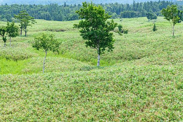 An expansive aerial view of the lush green terrain surrounding Mt. Aso in Kumamoto, Kyushu. The winding roads carve through the vibrant green hills, leading toward the prominent volcanic peak that defines this stunning landscape. The vast, open plains create a sense of tranquility, while the smooth slopes of the mountain showcase the natural beauty of this active volcanic region. This picturesque scenery offers a breathtaking glimpse into Japan's rural landscapes, making Mt. Aso a captivating destination for nature lovers and adventure seekers alike