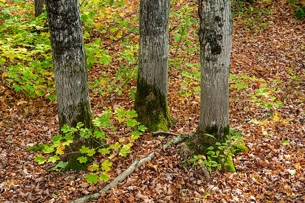 Forest in Autumn at Porcupine Mountain State Park, Michigan, USA