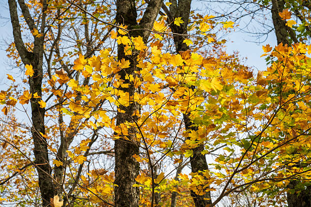 Maple tree in Autumn at Porcupine Mountain State Park, Michigan, USA